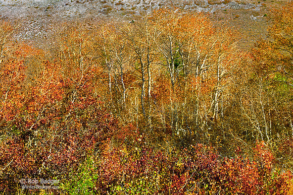 Aspen Trees in Fall Foliage_Sonora Pass_Stanislaus National Forest_Sierra Nevada Mountains_California_MK3A1696_Rob Badger