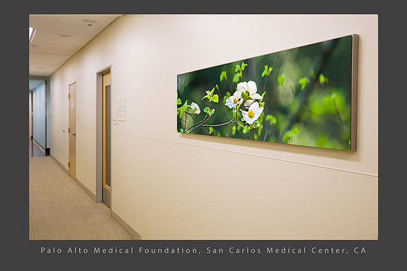 Dogwood Blossom PAMF San Carloss CA healthcare
