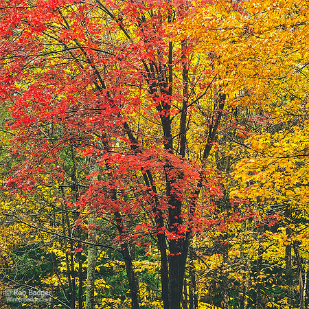 red_yellow_maple_leaves_dark_trunks_01_green mt national forest_vermont_vt_x1033