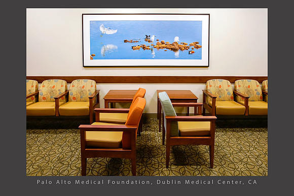 Snowy Egret Landing, 30 x 85" print, Palo Alto Medical Foundation, Dublin, CA healthcare