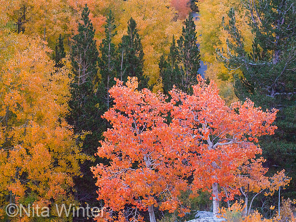 red aspens_Sabrina Lake Dam_Bishop Creek_Inyo National Forest_ca_X1_8354_x1550