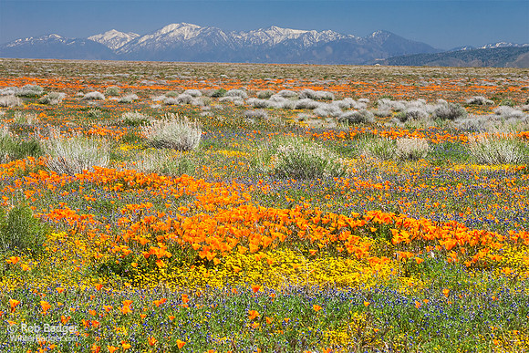 Field of wildflowers_California Poppies and Lupine_Antelope Valley California Poppy Reserve_California_K3B7247_Rob Badger
