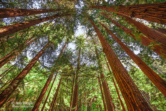 redwood_canopy_muir woods_ca_K3C8557_x1550