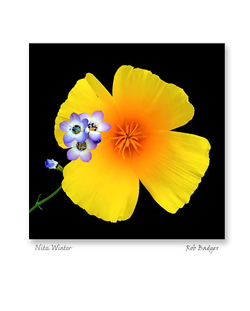 ca_poppy__gilia_pepperwood_2cards