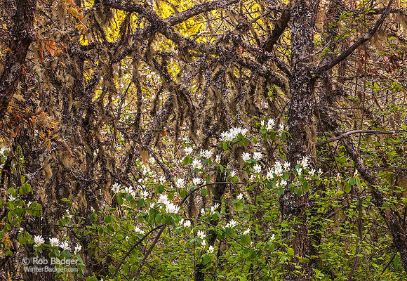 Serviceberry Bush wildflower blossoms_Scrub Oak woodlands_Columbia River Gorge National Scenic Area_Oregon_USA__k3d0086_Rob Badger