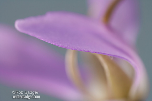 wildflowers39_tbupcp_mrincnty_ca