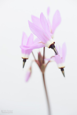 hendersons_shooting_star_dodecatheon_hendesonii_01_ggnra_marin_county_ca_k3c9094_x1950