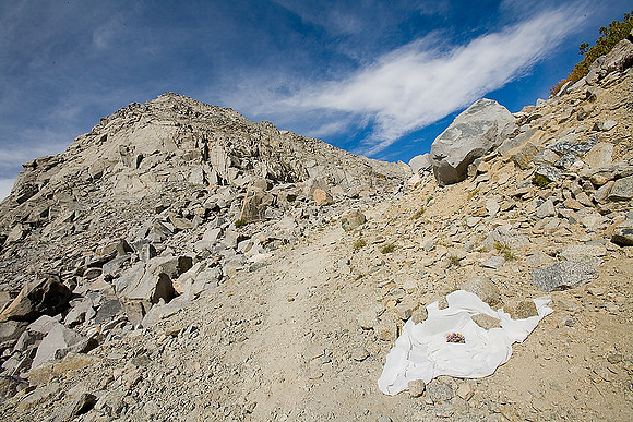 alpine_daisy16 john muir wildreness area__inyonf_ca_x800