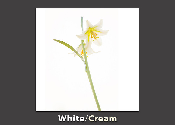 white_cream_color pallette_small