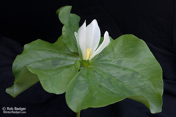 western_wake-robin_Trillium_ovatum_black_background_01_k3d0369_x1550