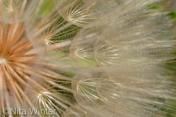 seeds_tllurd_uncmpnf_co_8x10_MG_1186