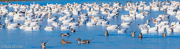 sleeping and eating merced_X1_0157_19 x 70"