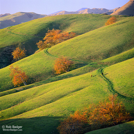 Sycamore Trees and new grass at sunset and distant Santa Lucia Range San Luis Obispo County California USA Rob Badger