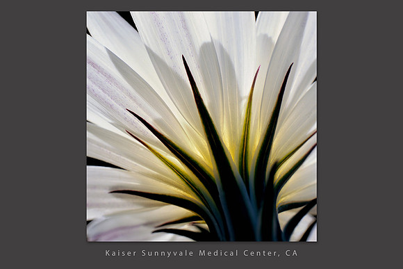 Desert Chicory, Kaiser Sunnyvale Medical Center, California