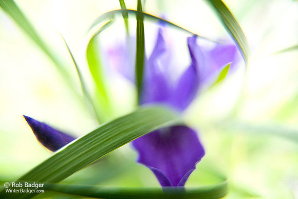 Douglas Iris_Iris douglasiana_Ring Mountain_Marin_California_S2PXX01_ Rob Badger