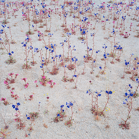 100 Year Bloom with Canterbury Bells and Desert Monkeyflower wildflowers in desert wash_Joshua Tree National Park_California_USA_Rob badger