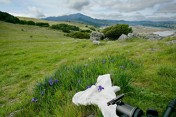 iris_blossom22_ring_mountain_mcosd_ca