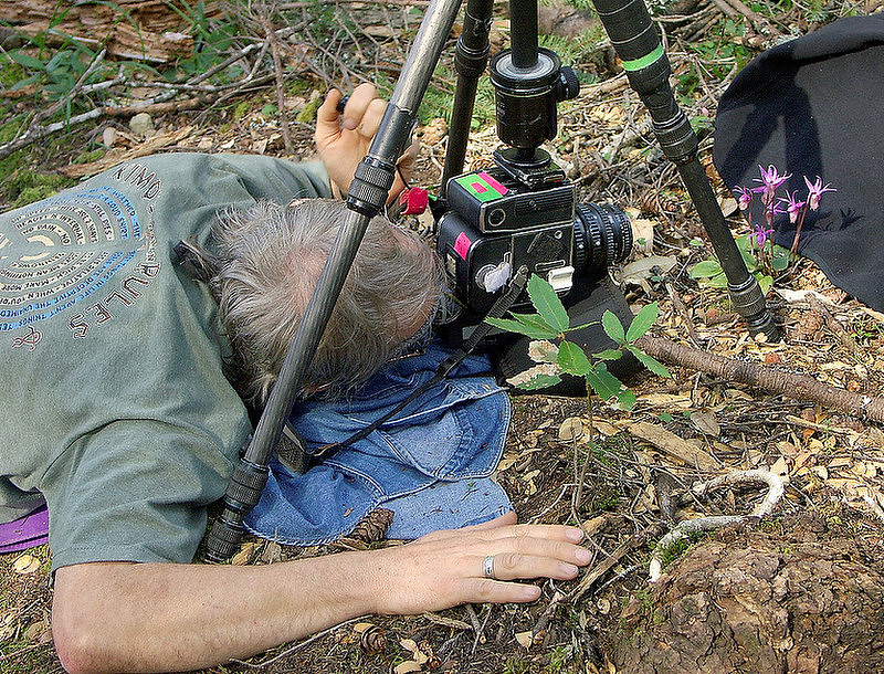 Photographer laying on his stomach looking through camera photographing a group of dark pink Calypso orchids against a black fabric.