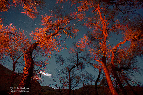 Moonlight, Stars and Cottonwoods Lit by Campfire, #01, Nevada