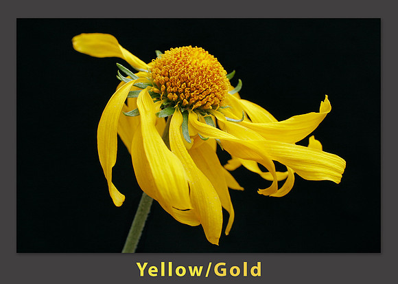 yellow_gold_color pallette