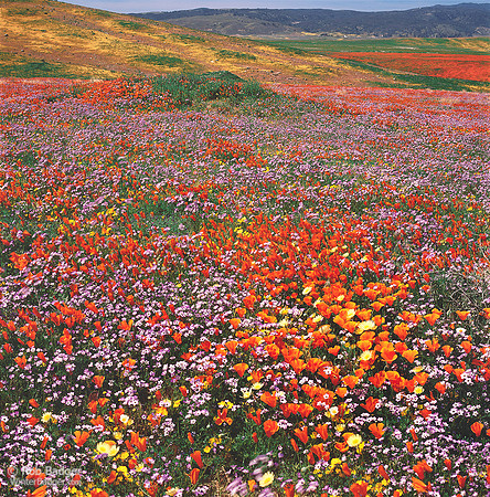 Field of wildflowers_California Poppies_and_Blue Gilia_Antelope Valley California Poppy Reserve_California
