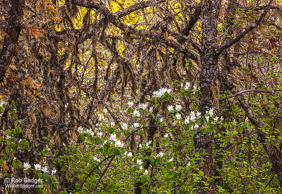 Serviceberry Bush wildflower blossoms_Scrub Oak woodlands_Columbia River Gorge National Scenic Area_Oregon_USA__k3d0086_Rob Badger