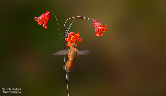 Hummingbird and Scarlet Fritillary Lily_Fritillaria recurva_natural background_Upper Table Rocks_Nature Conservancy Land_Oregon_K3D0205_Rob Badger