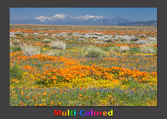 multi-color pallette