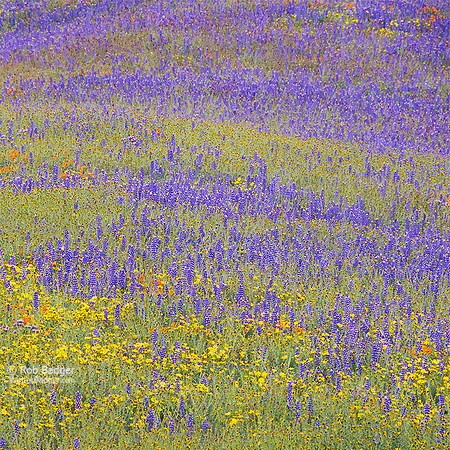 “50 year bloom” field of wildflowers_lupine_fiddleneck_coreopsis_California poppies_gorman_peace valley_Tehachapi Mountains_california_Rob_Badger