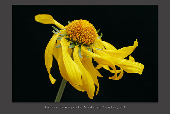 Sneezeweed, San Juan Mts Colorado, Kaiser Sunnyvale Medical Center, California