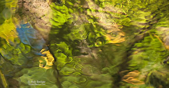 Blue and green reflections and water ripples_Redwood Creek Muir Woods National Monument_Marin County_San francisco Bay Area_California USA_K3C8634_Rob Badger