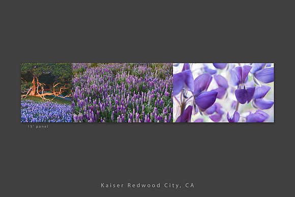 Purple lupine, 15 ft panel, Kaiser Redwood City Medical Center, CA