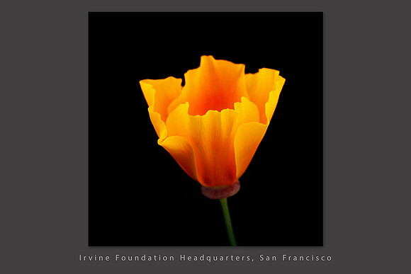 Poppy_Corporate slideshow template