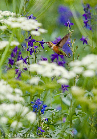 Hummingbird_MG_0992_crpd_x1033A
