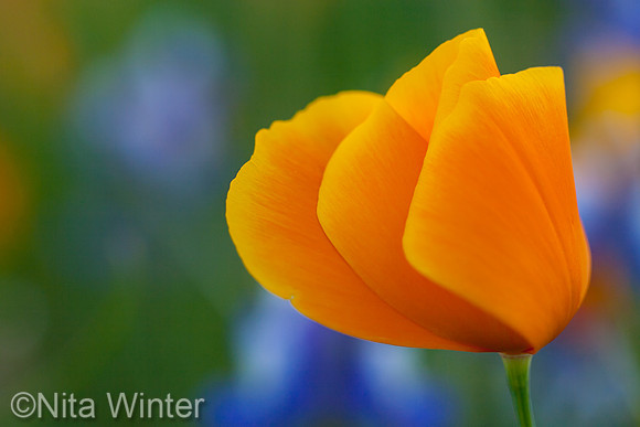 folded poppy_table Mountain_ca_MG_1710_x1550