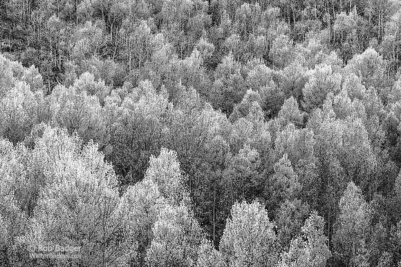 Backlit Aspen Trees Populus tremuloides_in fall folliage_South fork Bishop Creek Inyo Nationa Forest Sierra Nevada Mountans_Inyo County California_DSC0664_BW