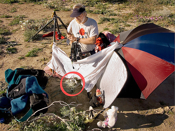 desert_lilies_setup_1132