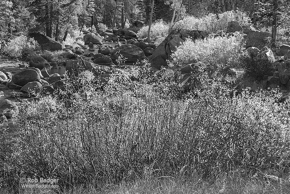 Willows_fall foliage_Carson River_Hope Valley_Toiyabe National Forest_Sierra Nevada Mountains_Alpine County_California_MK3A1682_x1550_BW