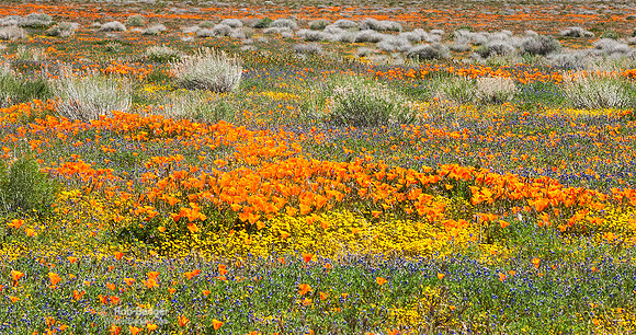 Field of wildflowers_panorama_California Poppies and Lupine_Antelope Valley California Poppy Reserve_California_K3B7247_Rob Badger