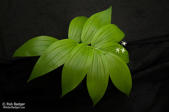 Starry Solomon Seal or False Solomon Seal_Maianthemum stellatum_wildflower blossoms and leaves_Columbia River Gorge National Scenic Area_Oregon_K3D0265_Rob Badger