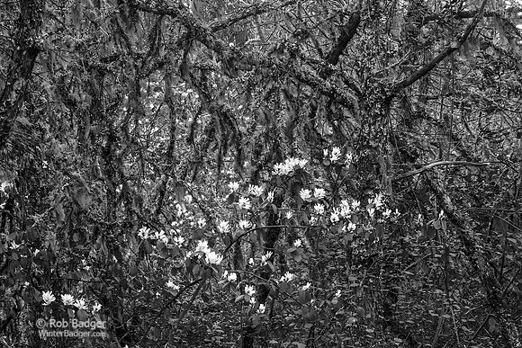 whbsuh_with_white_wildflowers_scrub_oaks_01_or_k3d0086_x1550_BW
