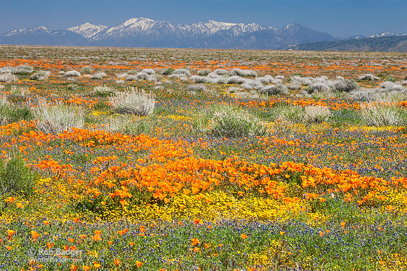 Field of wildflowers_California Poppies and Lupine_Antelope Valley California Poppy Reserve_California_K3B7247_Rob Badger