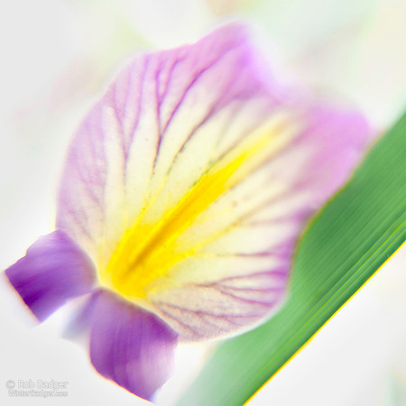 Douglas Iris (Iris douglasiana) wildflower petal and leaf, original "Contact Series," Marin County, California_MK3A4038_Rob Badger