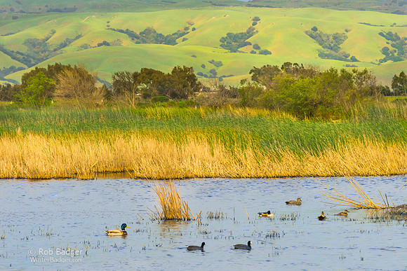 Birds in Water with Green Hills at Sunset Coyote Hills Regional Park California_DSC2543