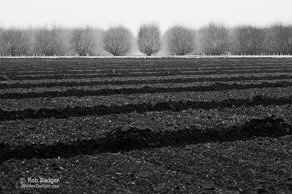 tilled_soil_bare_trees_wasco_ca_MK3B0152_x1550_BW