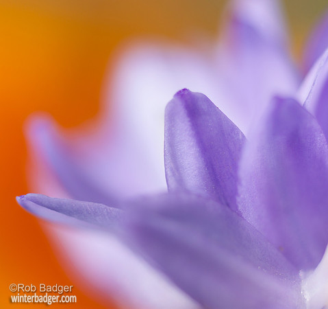 wildflower_abstract_brodea_california_poppy_02_MG_9308A