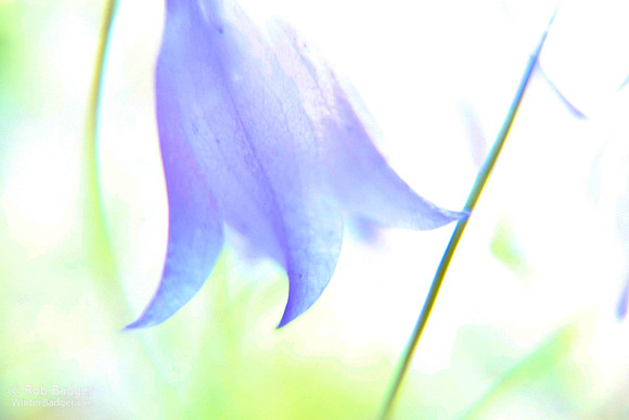 Common Harebell_Campanula rotundifolia_ wildflower_Mount Rainier National Park_Washington_MK3B4320_ Rob Badger