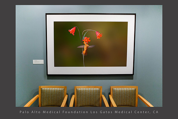 Hummingbird at Scarlett Fritillary, Healthcare art, Los Gatos CA